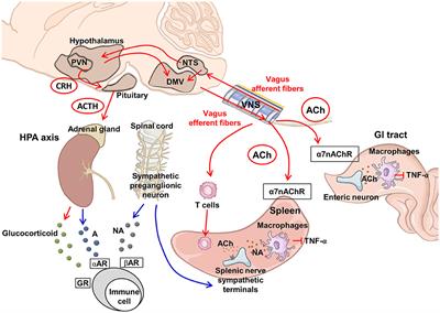Neuroimmunomodulation of vagus nerve stimulation and the therapeutic implications